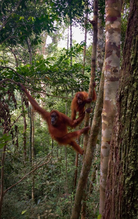Southeast Asia Tour. Mother and baby orangutan in the jungle of Bukit Lawang - Sumatra
