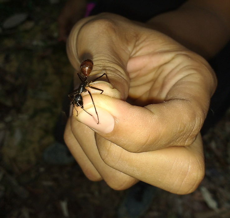 Giant Ants in the Jungle of Bukit Lawang in Sumatra. 2 days trekking to see orangutans in bukit lawang sumatra indonesia