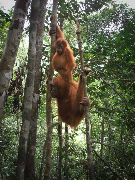 Orangutan and two-year-old breeding in the Bukit Lawang jungle in Sumatra