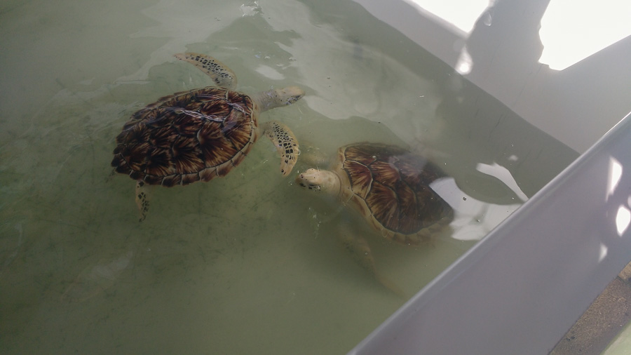 Adult turtles in a bathtub at the Pantai Kerachut Conservation Center in Penang National Park