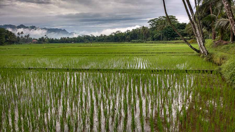 Campos de arroz cerca de Yogyakarta
