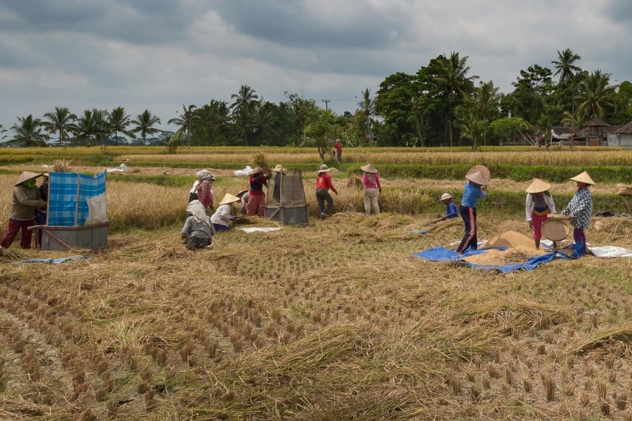 bali penglipuran traditional village something to do in bali women harving rice in bali fields things to do