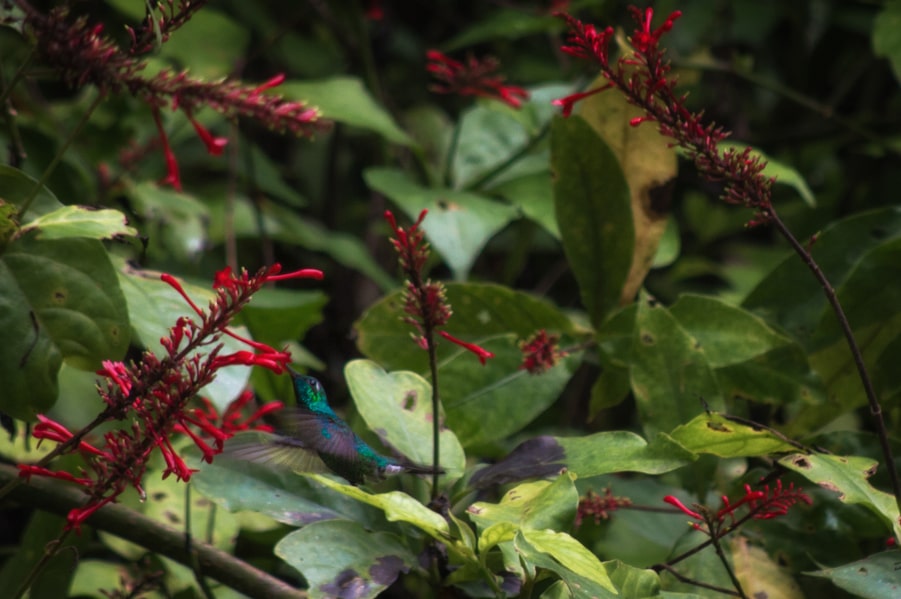 colibri cubano zunzuncito ave mas pequeña del mundo topes de collantes trinidad cuba