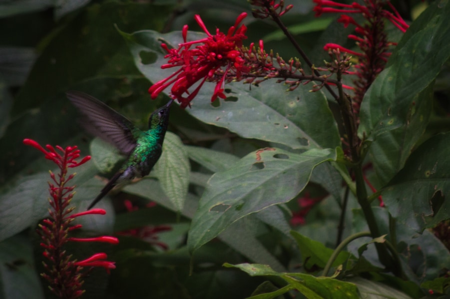 colibri cubano zunzuncito ave mas pequeña del mundo topes de collantes trinidad cuba. todo lo que no te puedes perder de trinidad