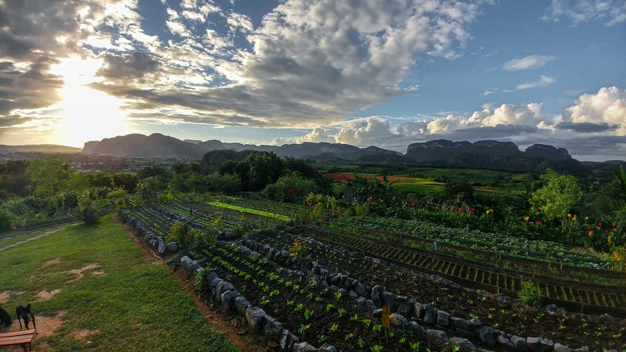 orchard of the finca agroecologica el paraiso viñales cuba in 3 days