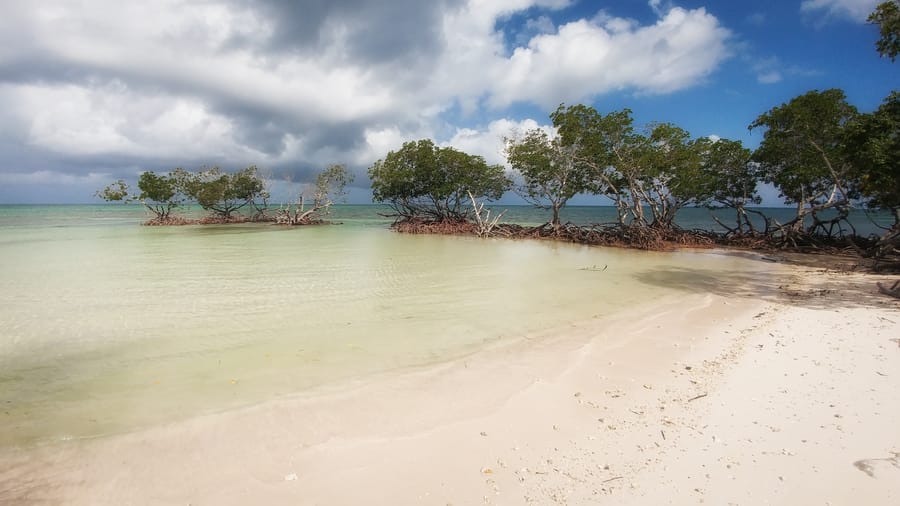 manglares cayo Jutias cuba. paraiso de cayo jutías