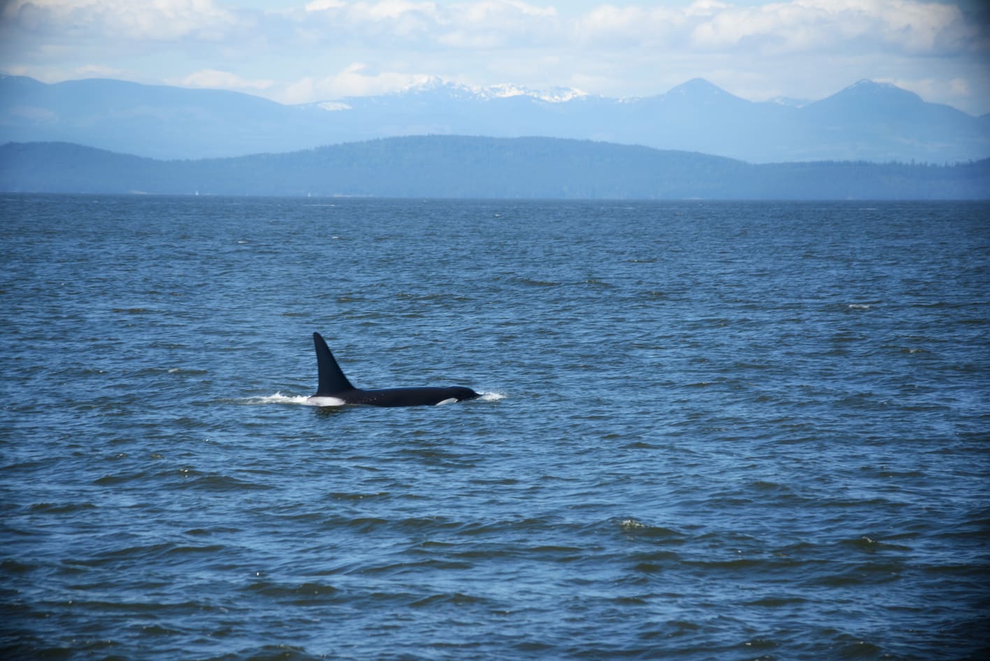 6 Best Whale Watching Tours from Vancouver Island