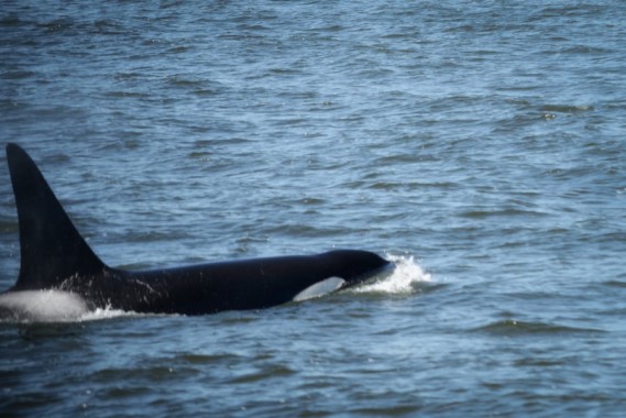 6 Best Whale Watching Tours From Vancouver & Vancouver Island