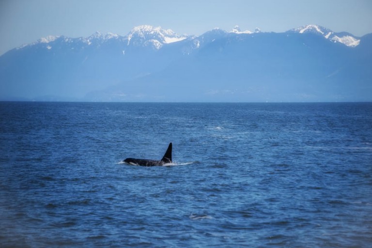 Canada Whale Watching – Best Time & Places to See Whales in Canada