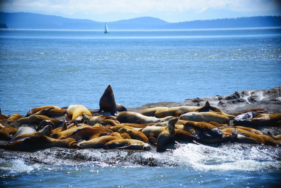 sea lions steller vancouver island
