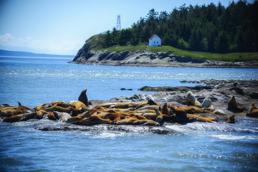 Vancouver Island whale watching tours