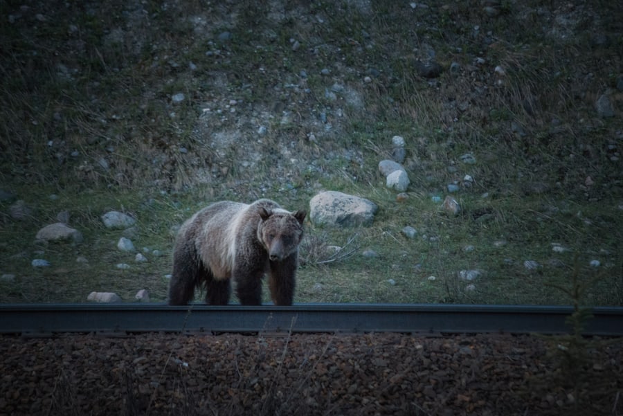 how to avoid bear encounters when hiking where to see wild bear in Canada and USA