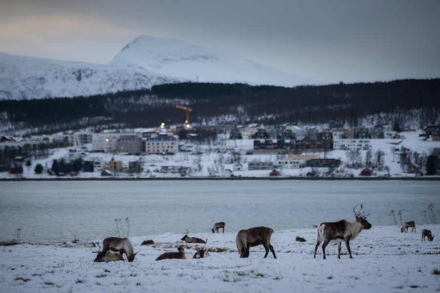 Sáňkování se soby, další možnost, jak se v Tromso zabavit