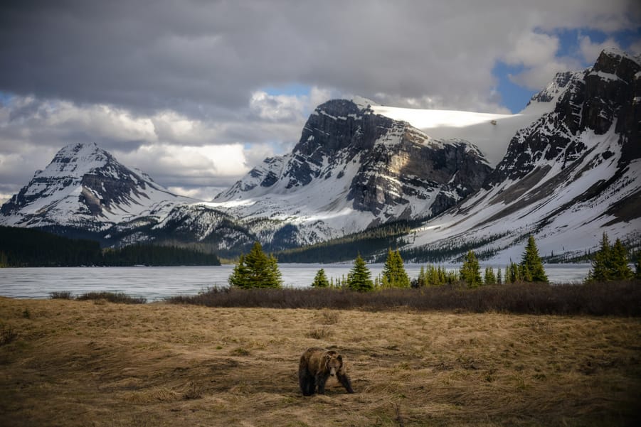 oso grizzly en bow lake montañas rocosas de Canada