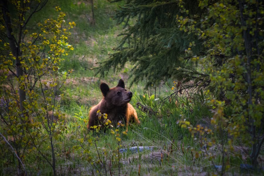 offspring black bear vs grizzly bear attack how often bears attack