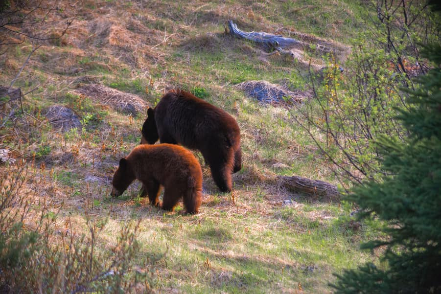 bear attack in yellowstone grizzly bear in yellowstone