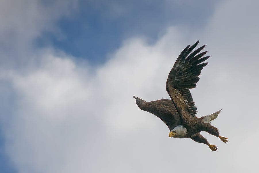 eagle wildlife in jasper national park maligne road canada