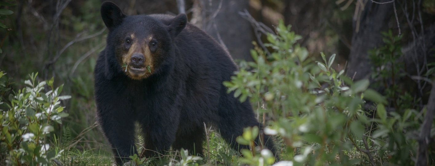 ataques de osos en canada y estados unidos