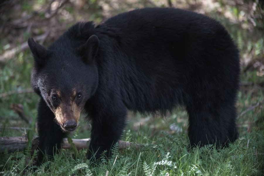 osezno negro en jasper national park guia de diferenciar osos