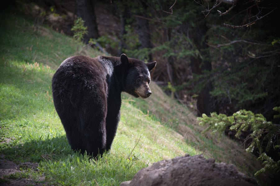 acampar con osos negros montañas rocosas de canada ataques de osos