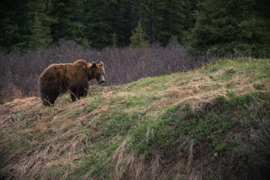 defensive bear attack vs predatory bear attack hump grizzly bear how to differentiate from black bear