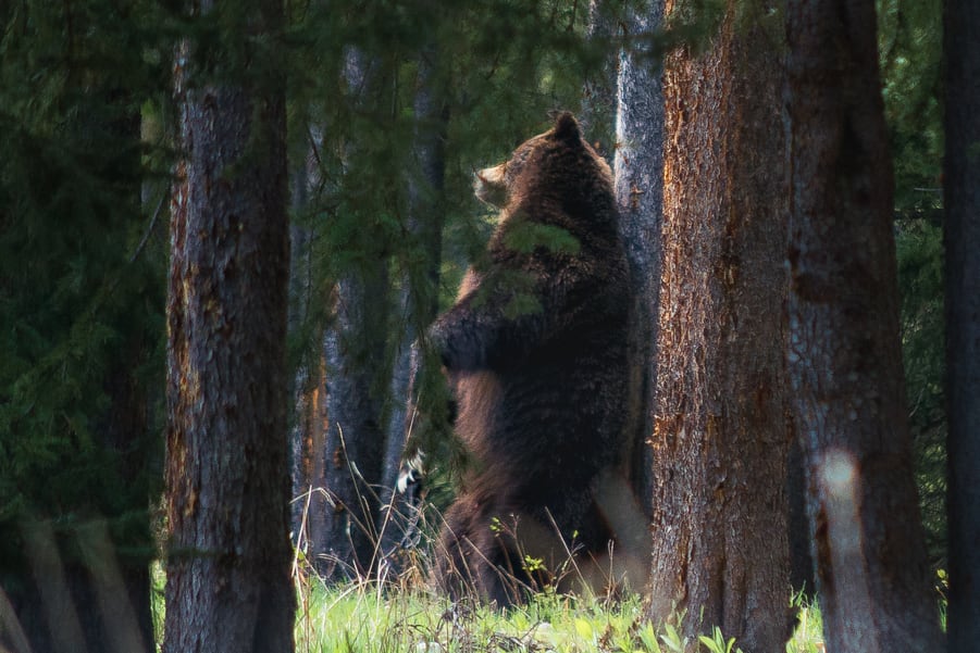ataque oso grizzly de pie the boss banff national park lake louise montañas rocosas de canada