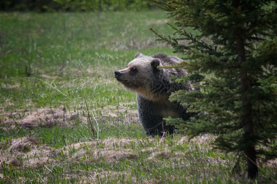 how to camping in bear country how to avoid a bear encounter in canada
