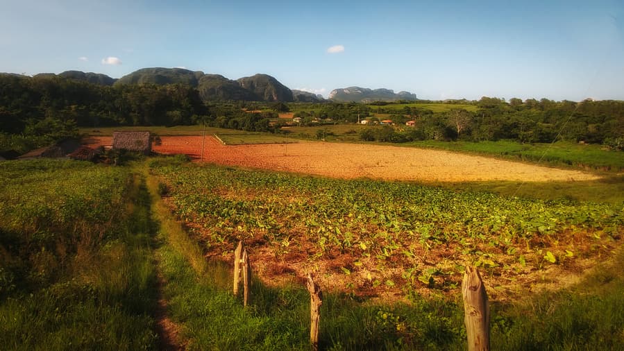 coffe and tobacco crops viñales cuba