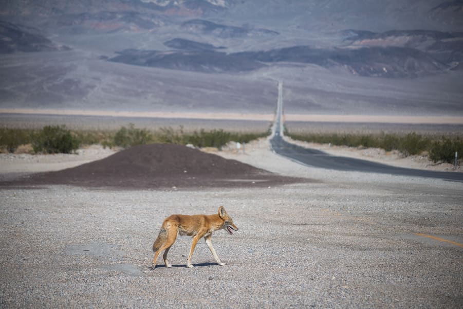 what is the best month to visit death valley