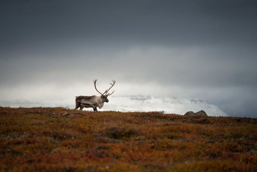 Focusing In Photography Explained How To Focus In Photography