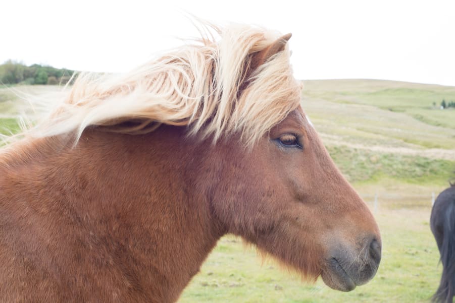 fotografia sobreexpuesta de un caballo