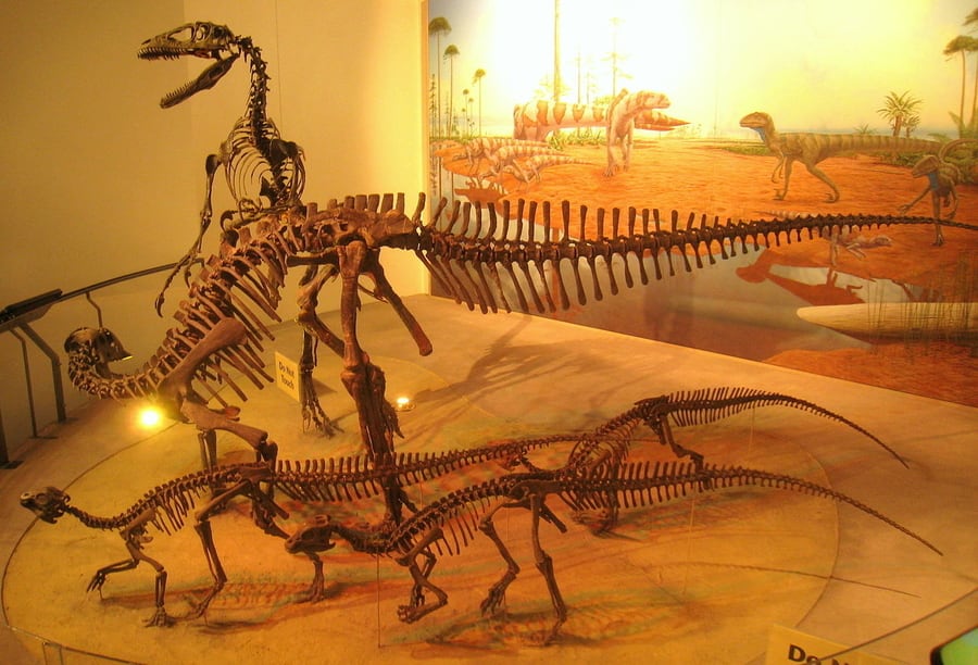 The Academy of Natural Sciences, indoor activities Philadelphia
