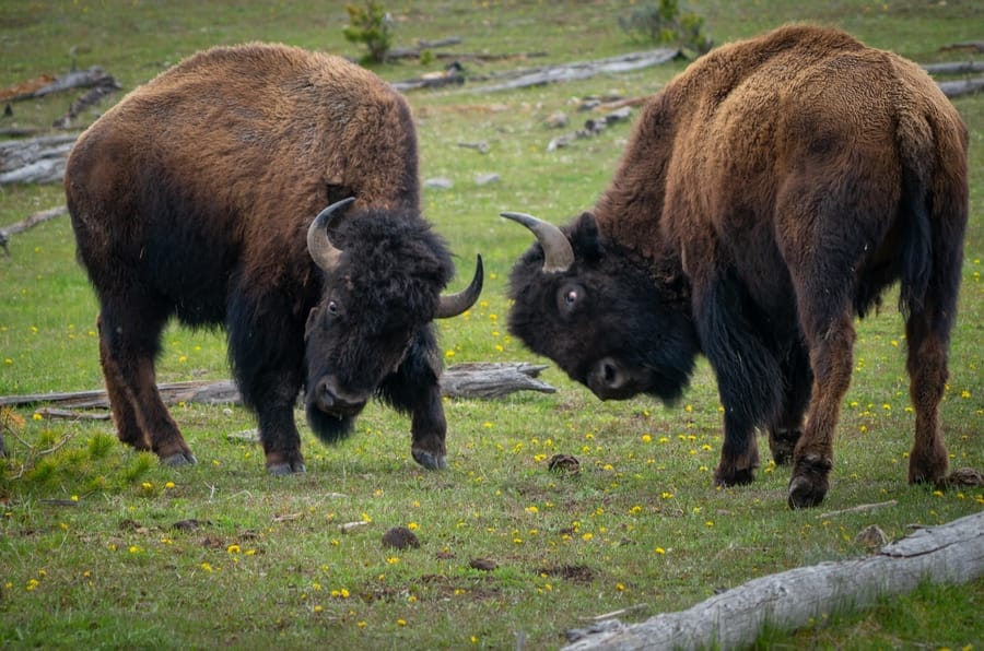Fountain Flat Drive, un sitio para disfrutar de la fauna de Yellowstone