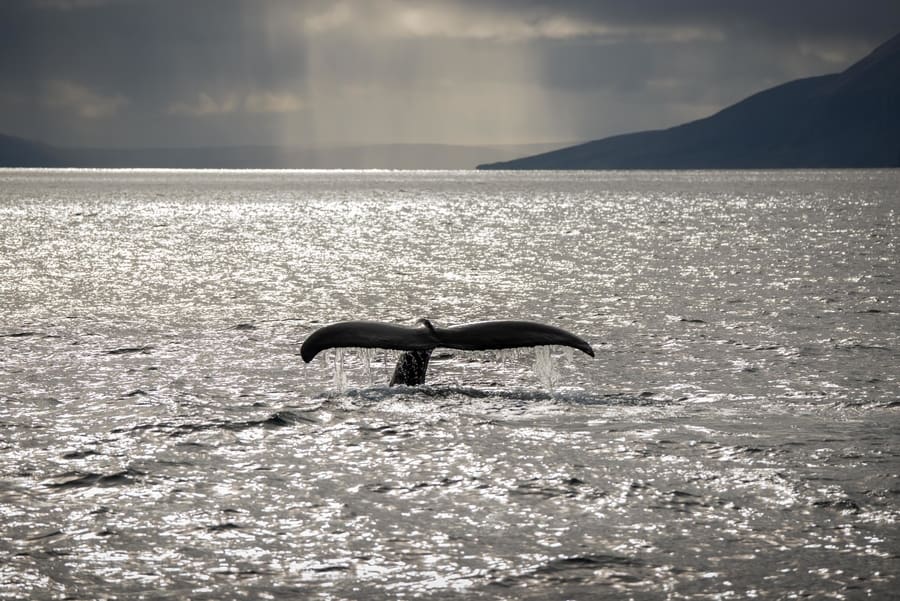 Snaefellsnes whale watching Whale watching Snæfellsnes Peninsula