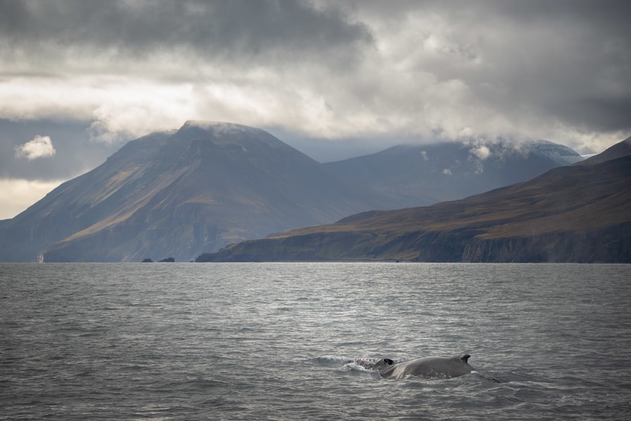 Excursión para ver ballenas desde Reikiavik, Islandia