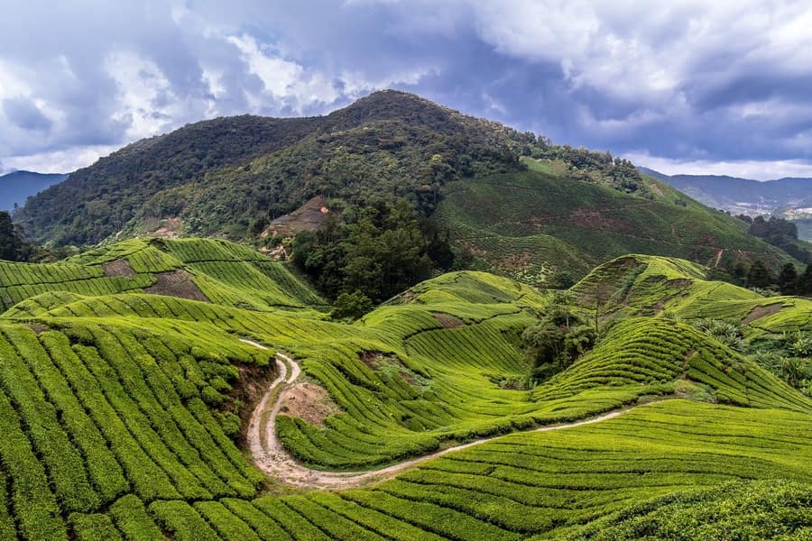Cameron Highlands, where to go in Kuala Lumpur Cameron Highlands, Kuala Lumpur places to visit