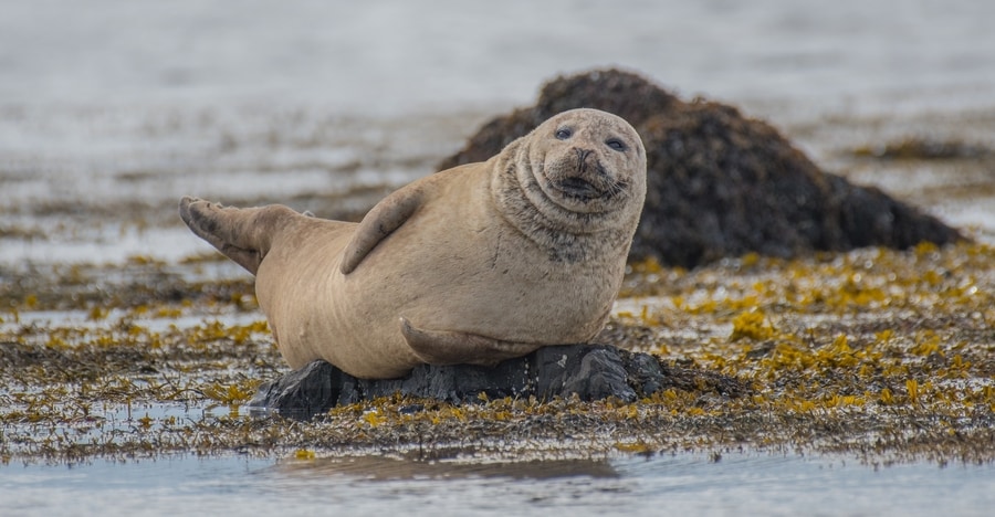 Seal watching at Ytri Tunga, Iceland Snæfellsnes Ytri Tunga, Snaefellsnes seal beach