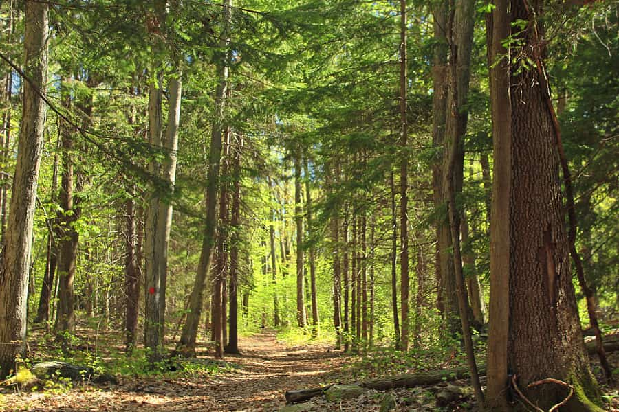 28. Jenny Jump State Forest, a relaxing place to go in New Jersey