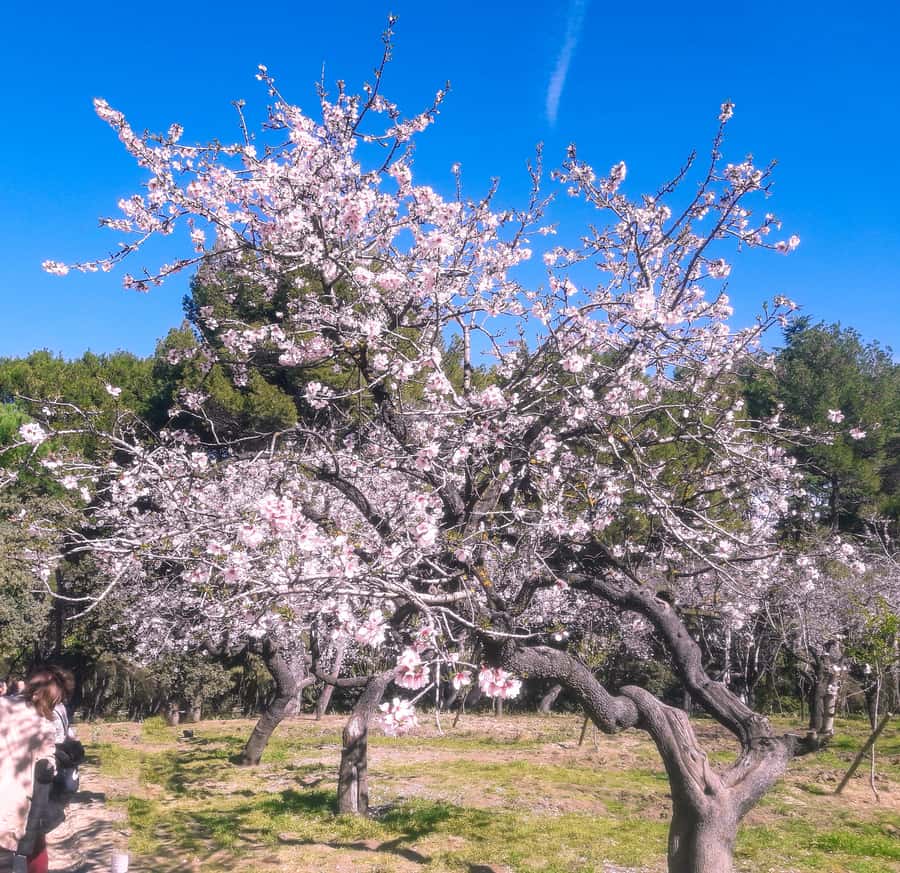 Parque Quinta de los Molinos, que ver en Madrid
