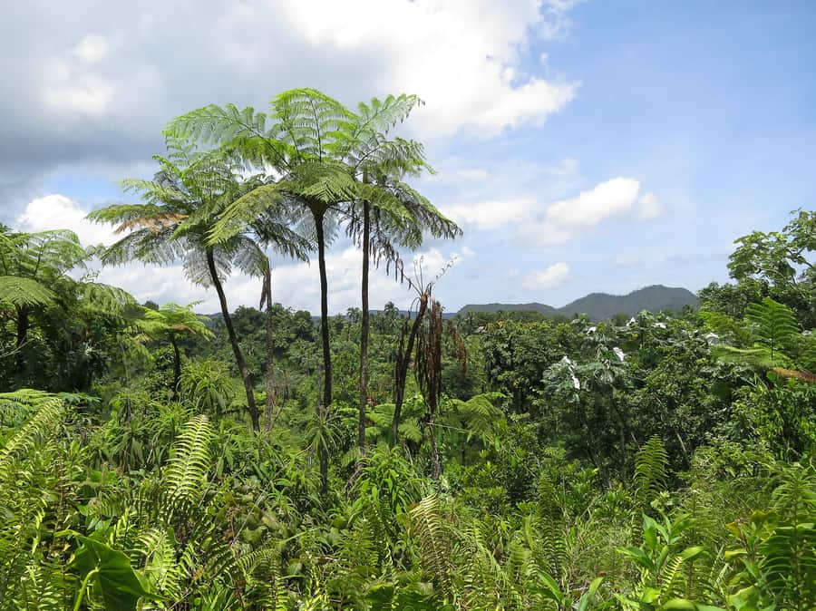 Alejandro de Humboldt National Park, attraction in Cuba