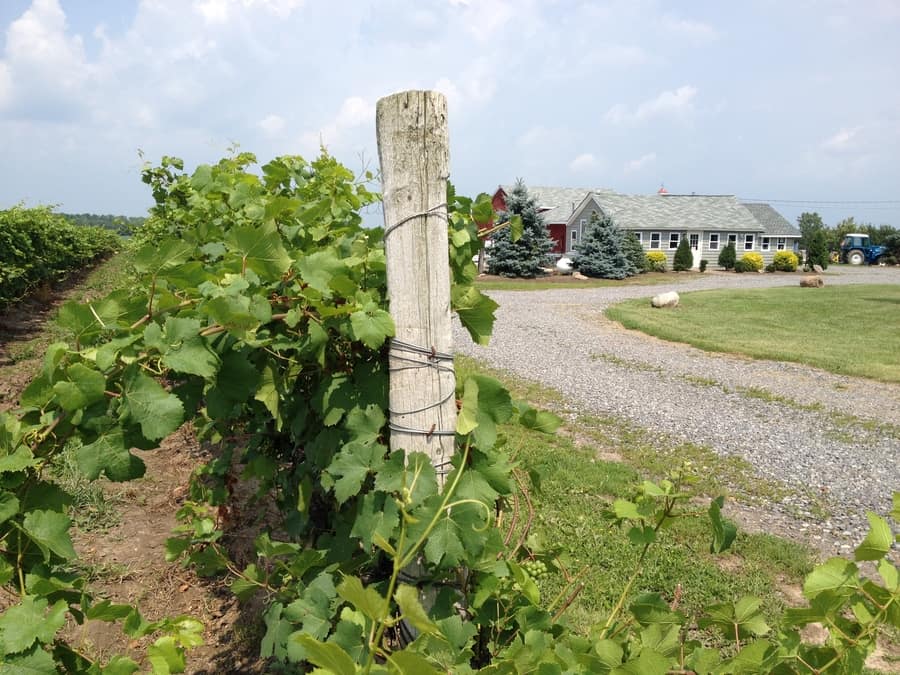 Wine Tasting Tour, Niagara Falls NY side attractions