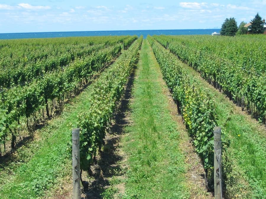 Lake Wine Tour, things to do in canadian Niagara Falls