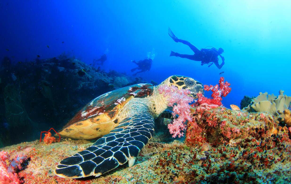 best diving spots in Bali turtles and other animals to see in bali diving and snorkeling