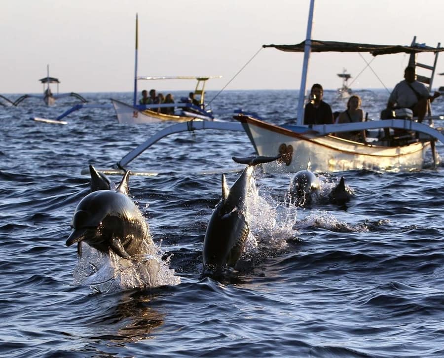 pantai lovina dophins tour see dolphins in bali a thing not to do
