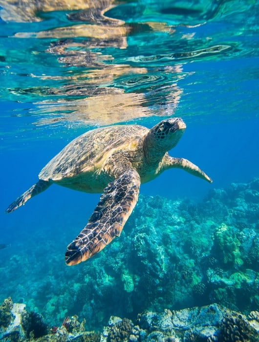 nadar con tortugas en bali santuario