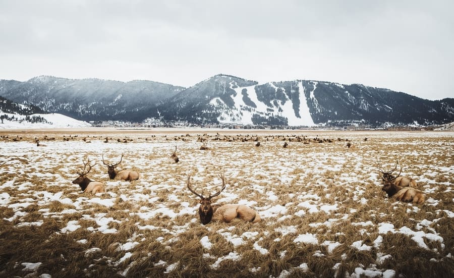 National Elk Refuge, donde ver animales en Grand Teton