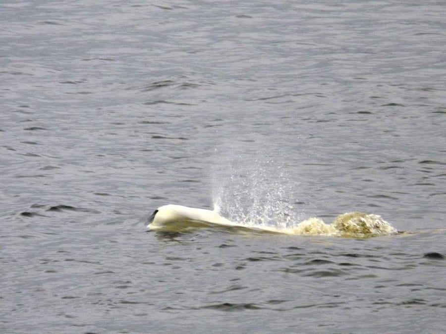 Beluga whales in Canada, whale-spotting in Canada
