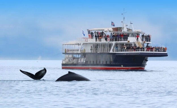 Canada Whale Watching – Best Time & Places to See Whales in Canada