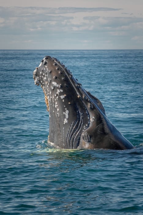 Ver ballenas minke en Quebec, Canada