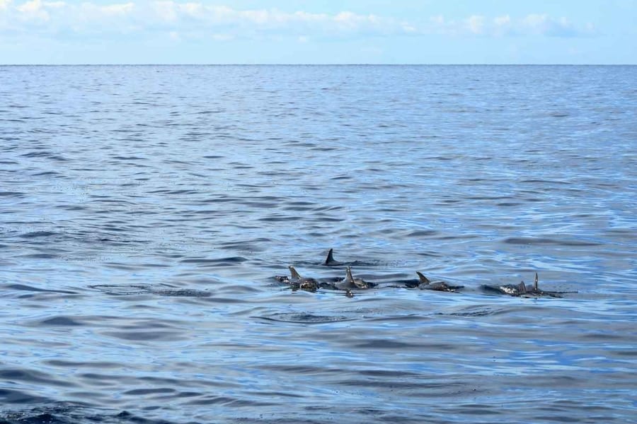 Excursiones para ver delfines en lanzarote